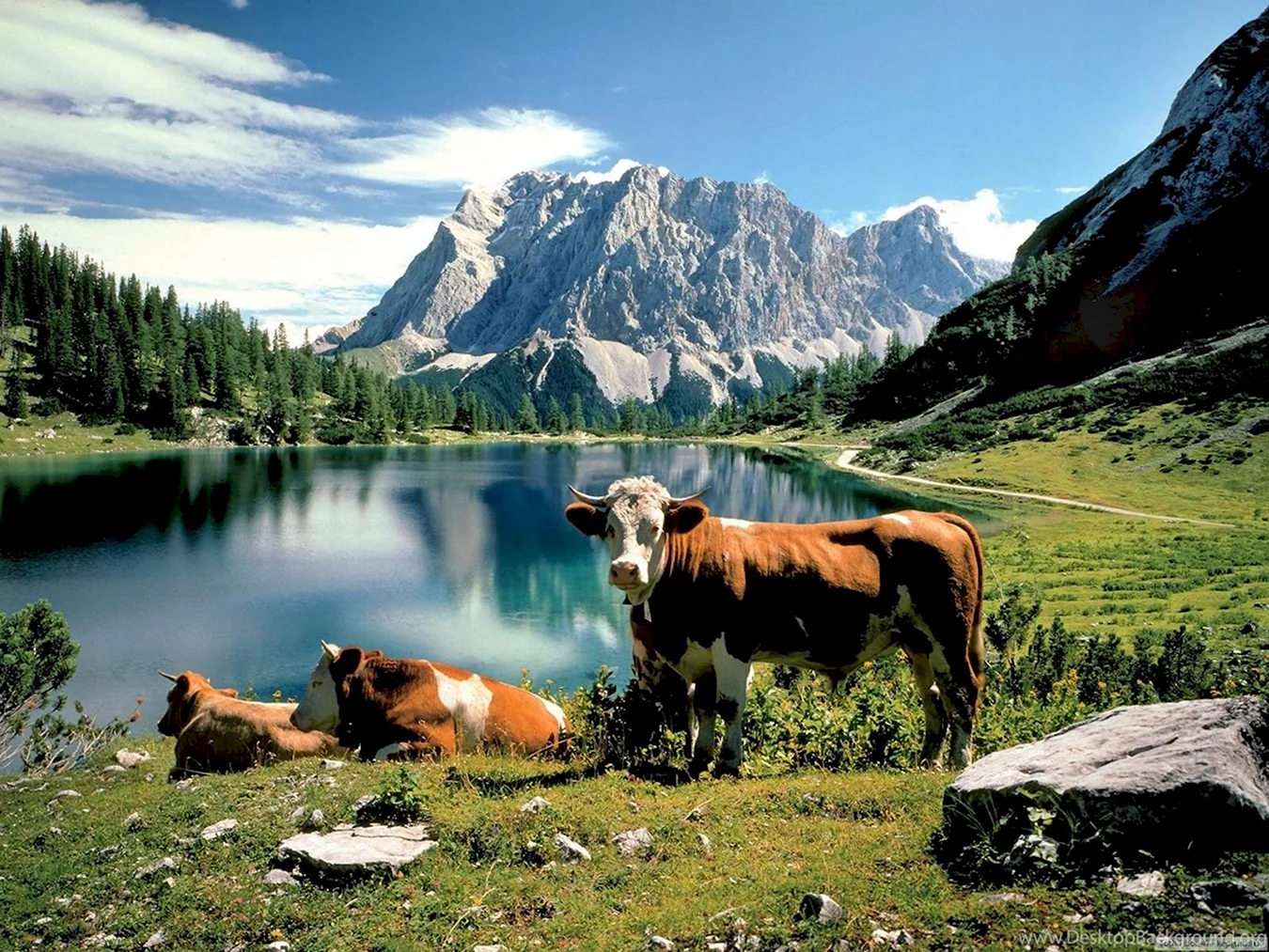 Альпийские коровы Швейцария