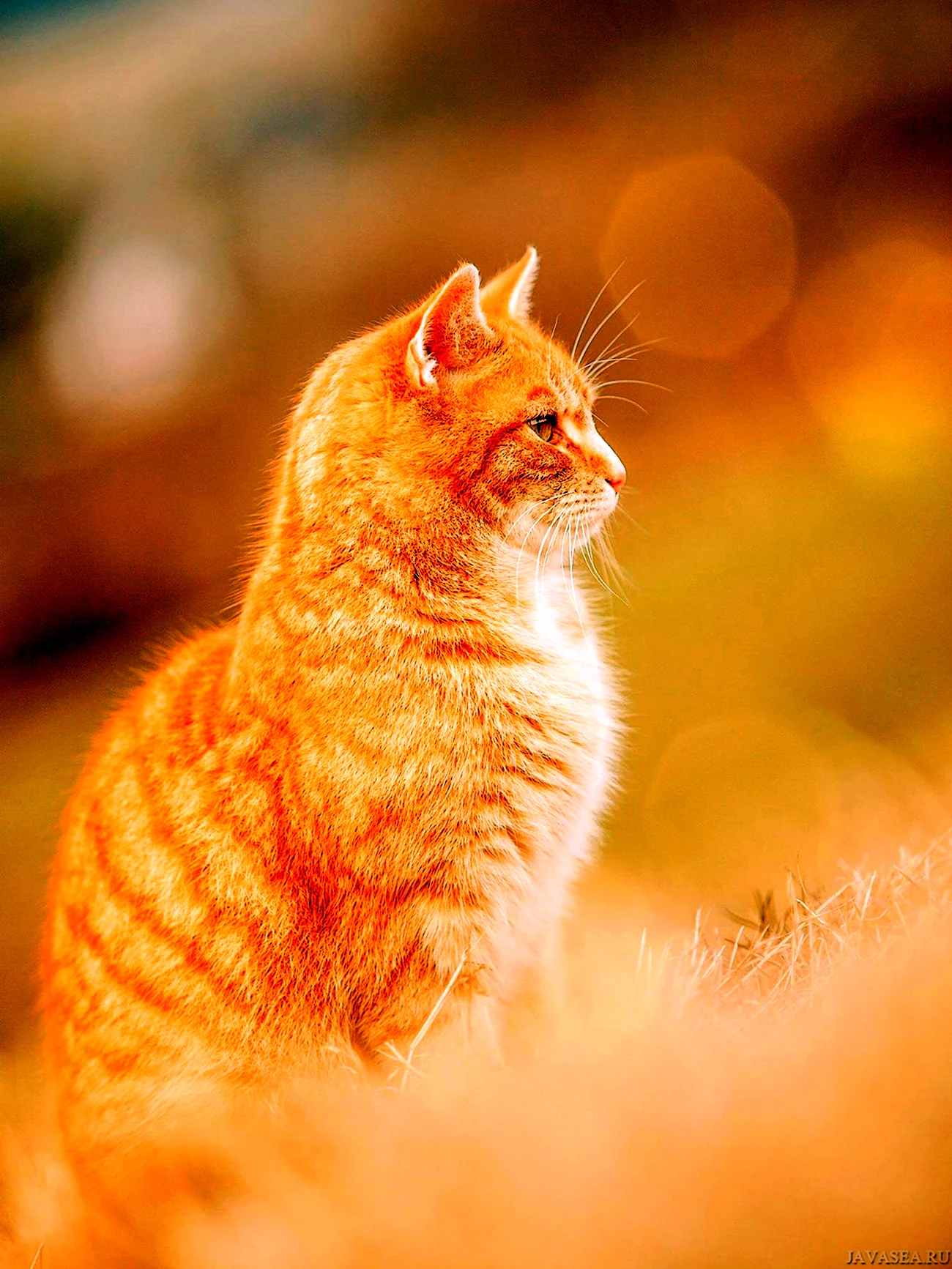 Американская короткошёрстная кошка рыжая