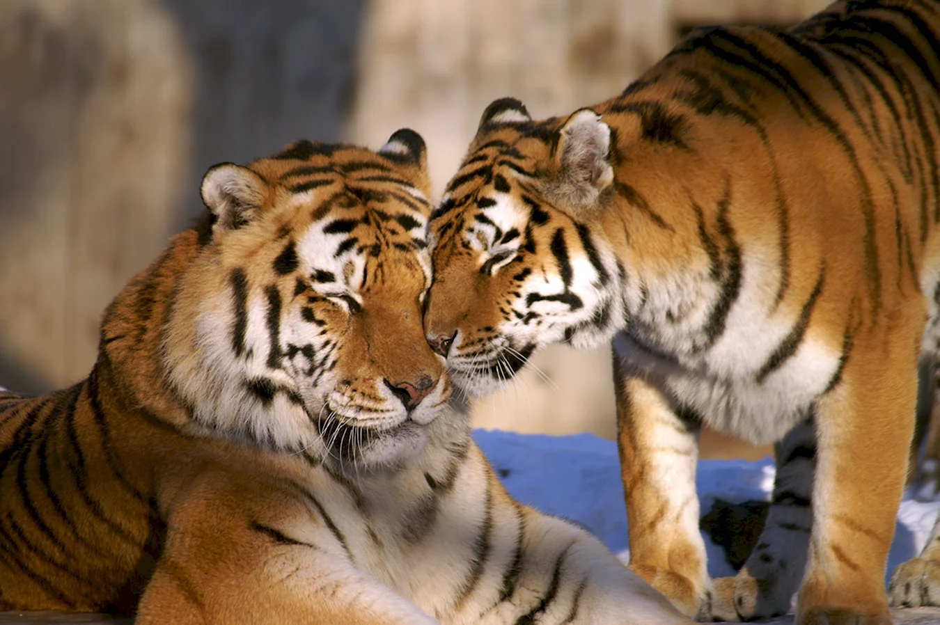Амурский тигр самец и самка