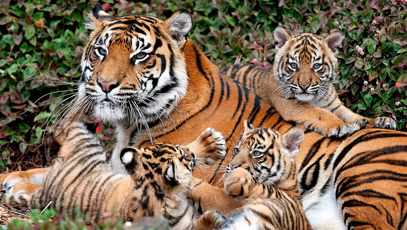 Амурский тигр самка с тигрятами