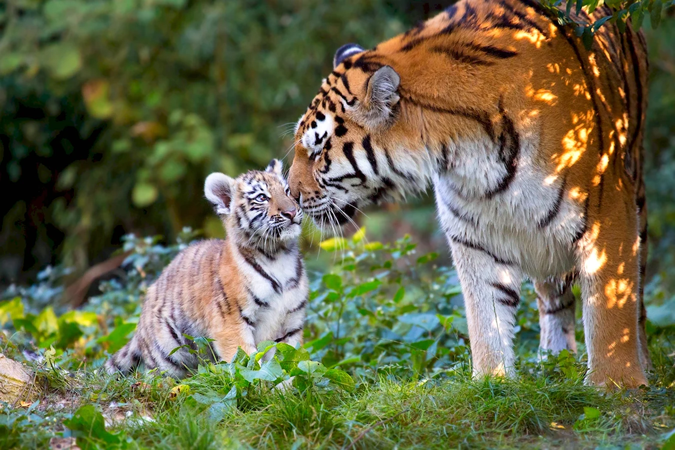 Амурский тигр тигрица с тигрятами в природе