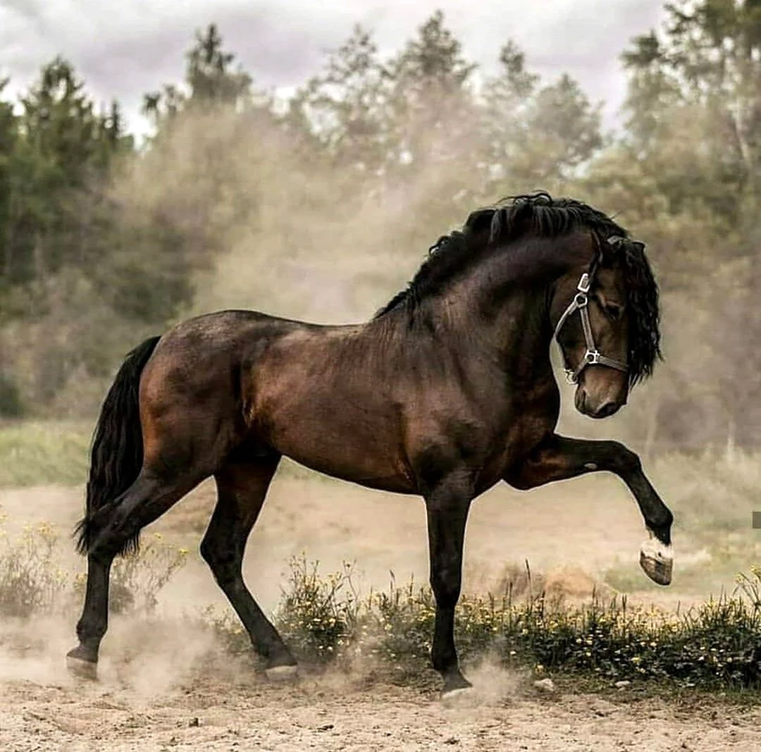 Андалузская лошадь Вороная