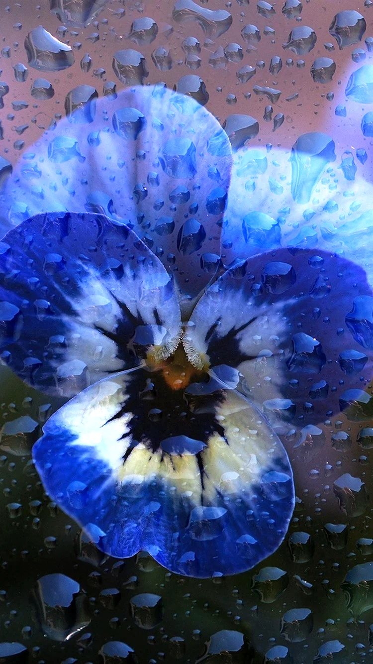 Анютины глазки цветы голубые