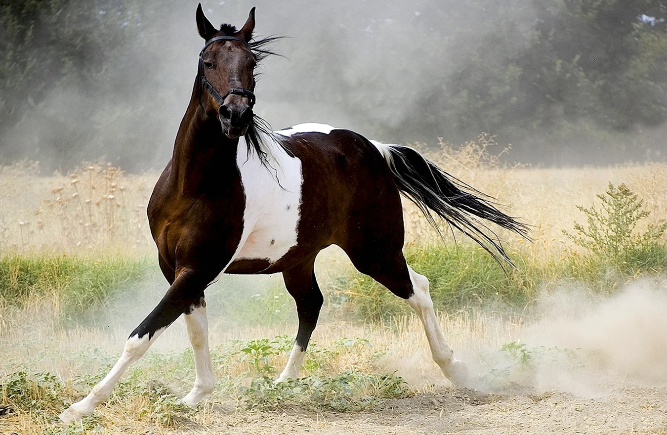 Арабская лошадь пегая