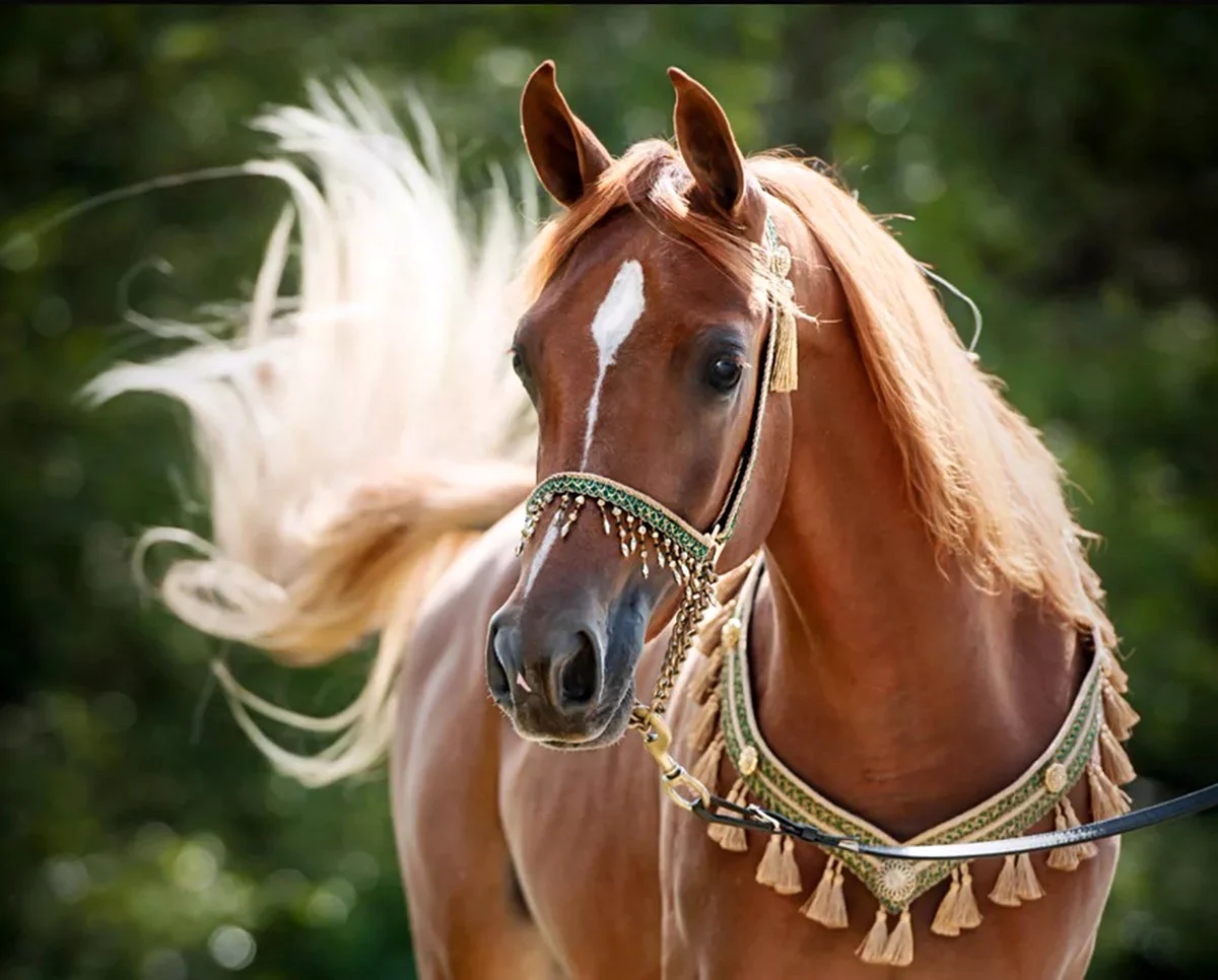 Арабская лошадь Соловая