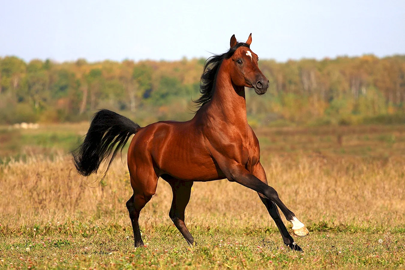 Арабская порода лошадей кохейлан-сиглави