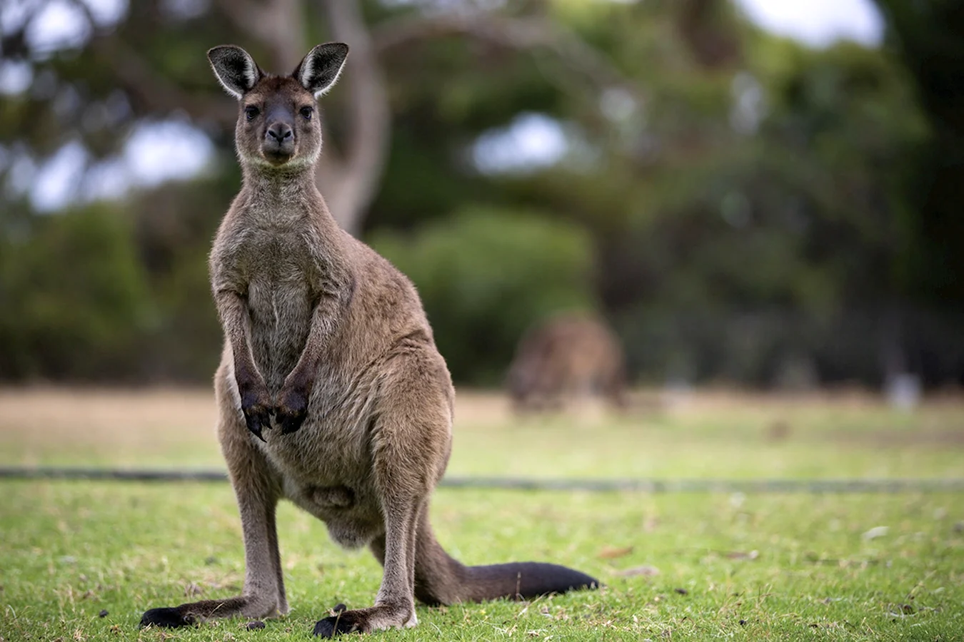 Австралия Родина кенгуру