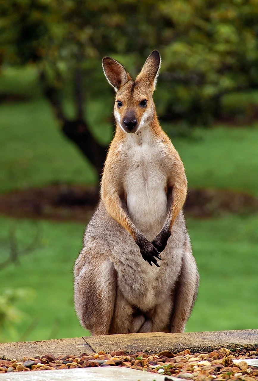 Австралийский кенгуру валлаби