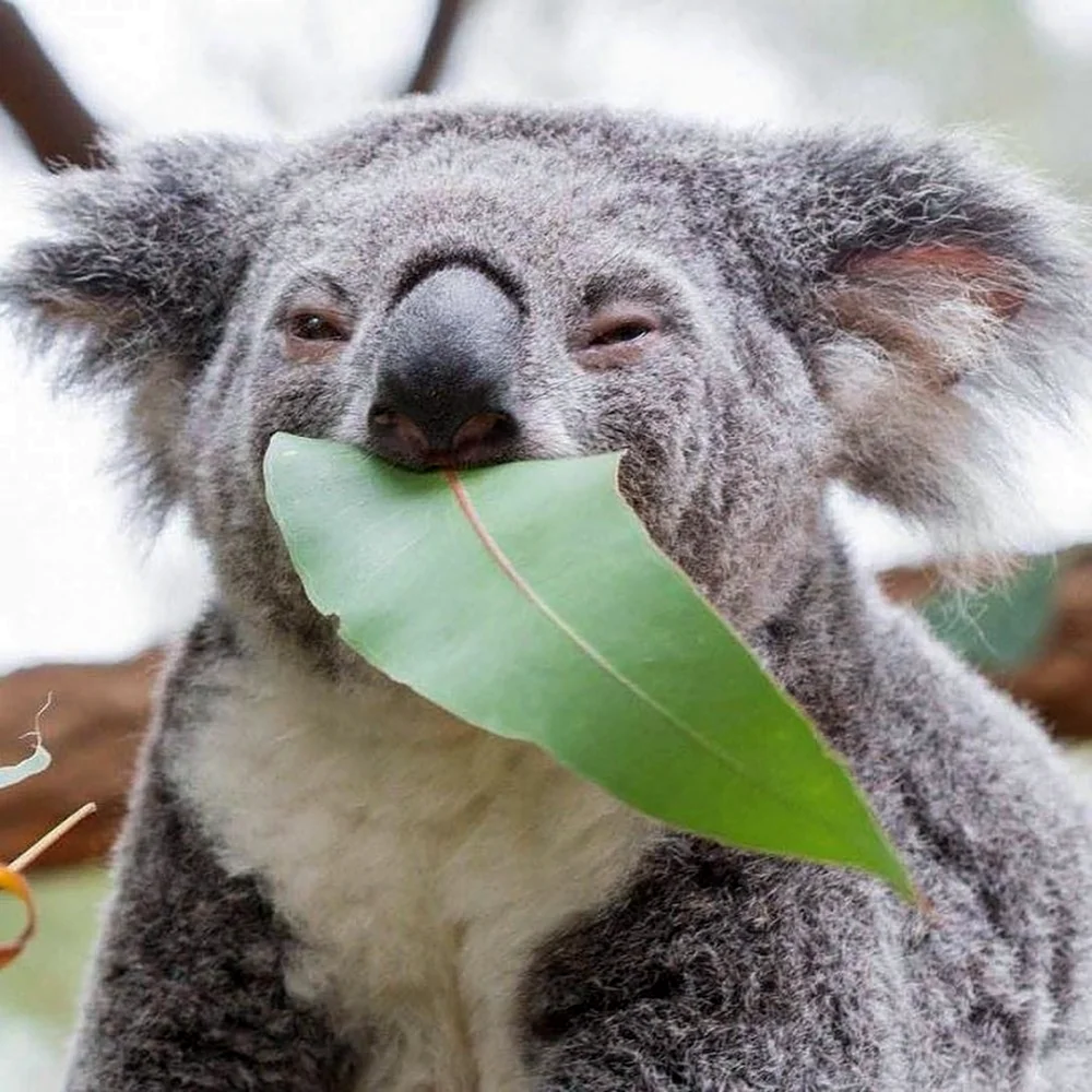Австралийский медведь коала питается