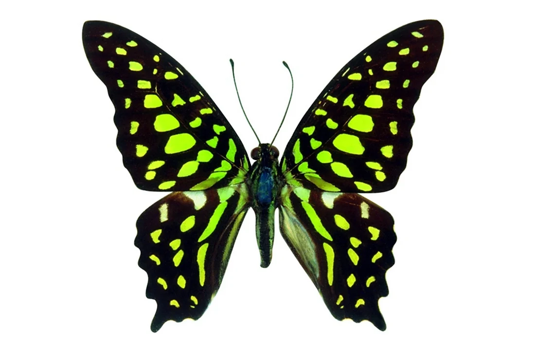 Бабочка скопировать. Красивые бабочки. Бабочка картинка для детей. Бабочки цветные. Бабочки на белом фоне.
