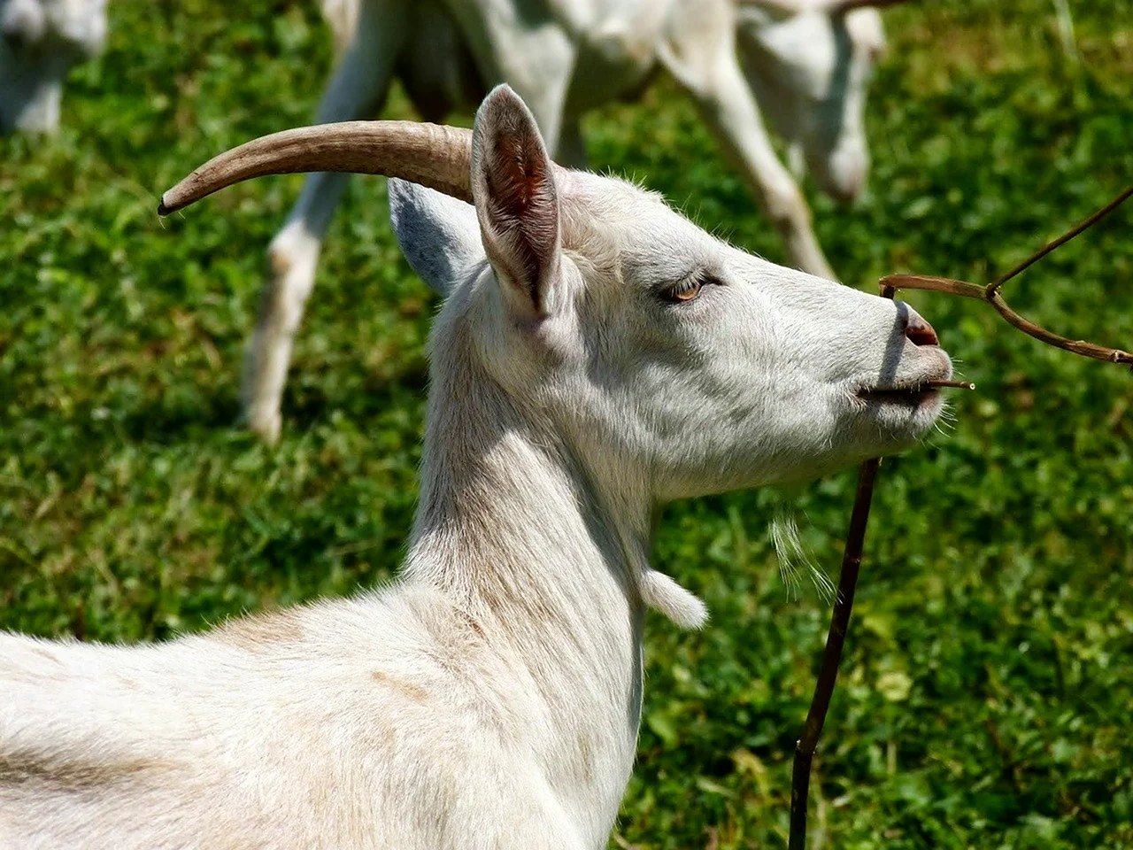 Белая коза