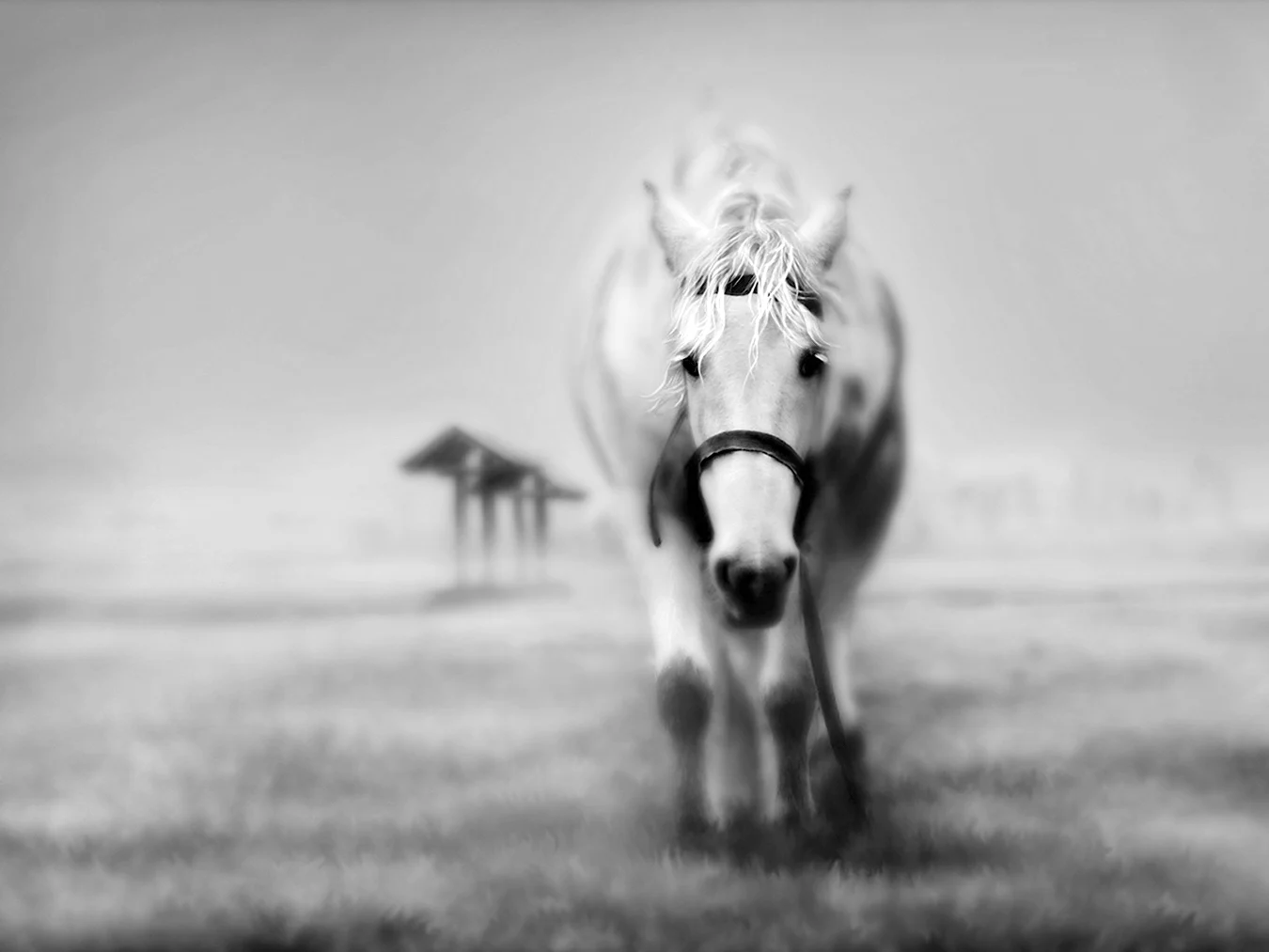 Белая лошадь в тумане