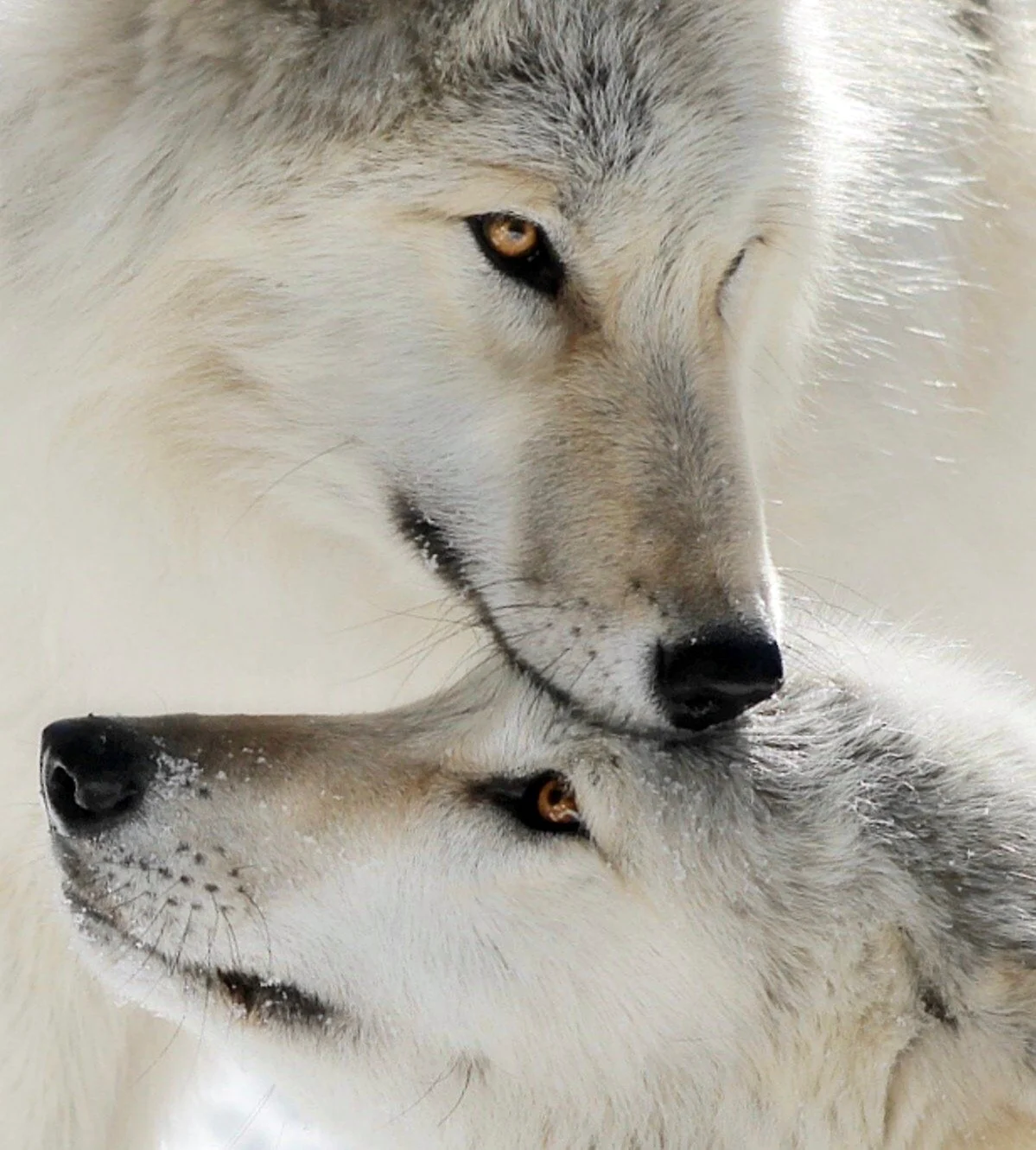 Белые волки пара