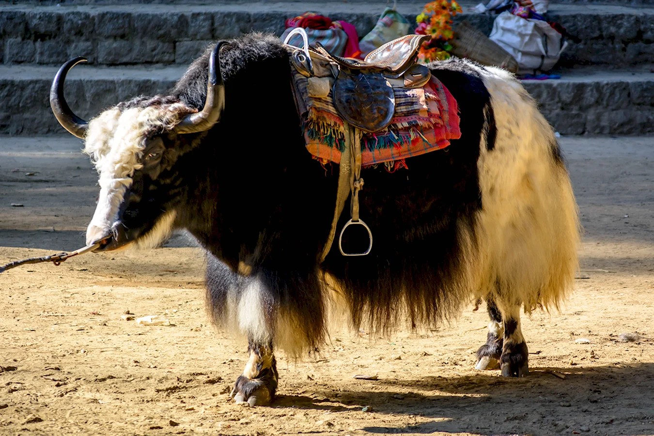 Бенгальский бык