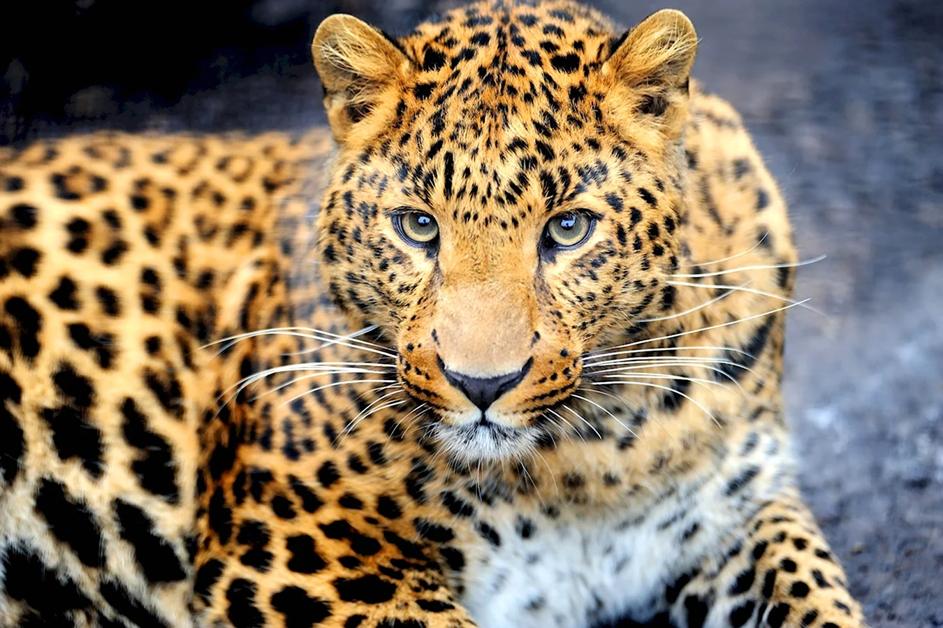 Берберийский леопард