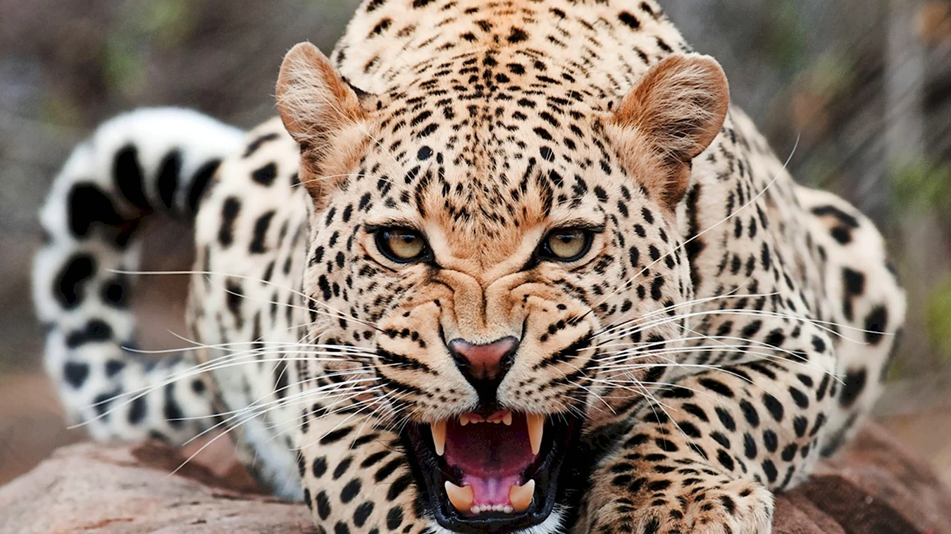 Берберийский леопард