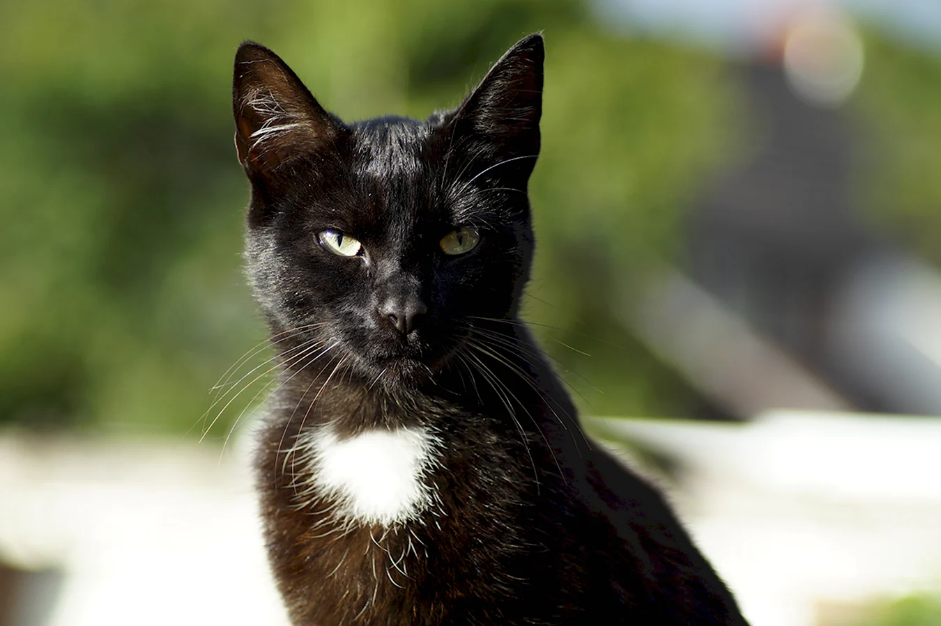 Бомбейская кошка с белой грудкой