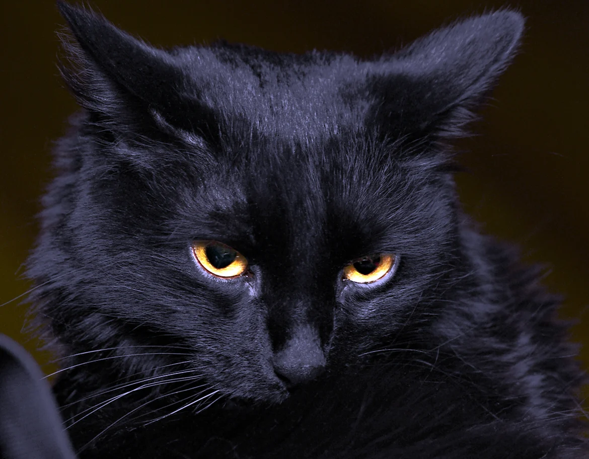 Бомбейская кошка злая