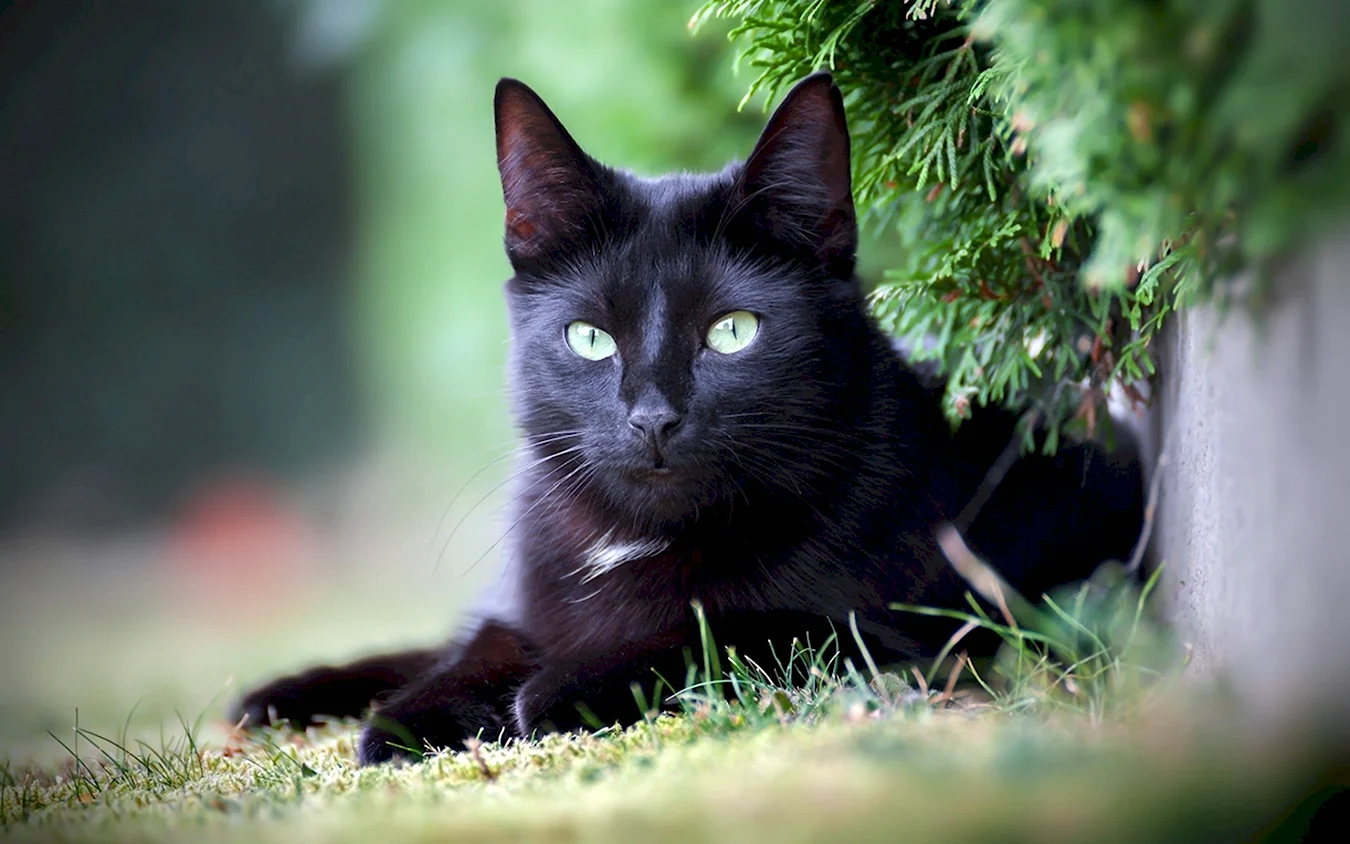 Бомбейские кошки чёрно-белые