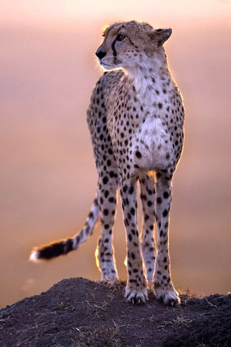 Cheetah гепард