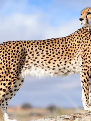Cheetah гепард