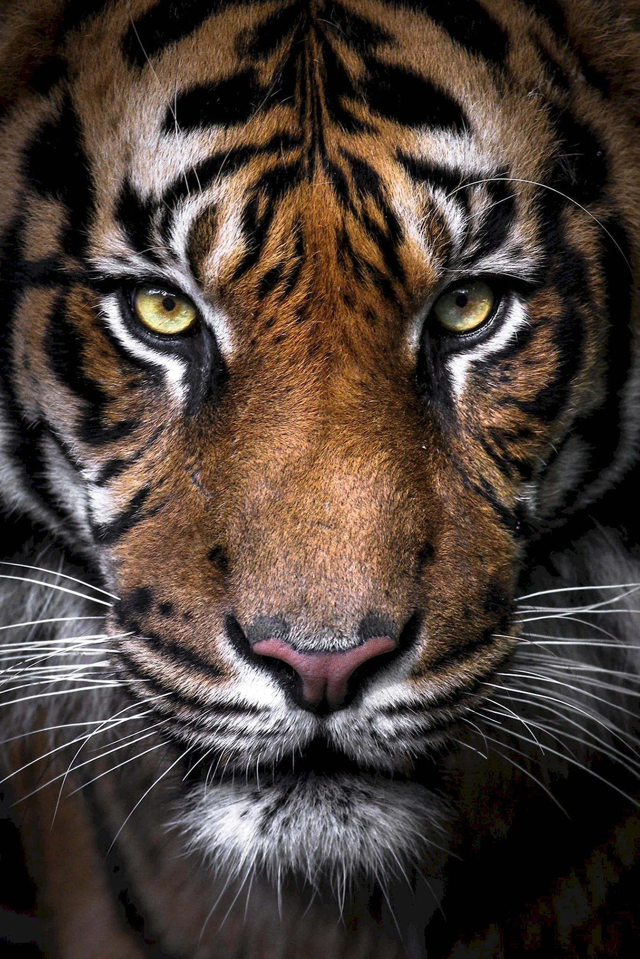 Чехол тигр на редми 9