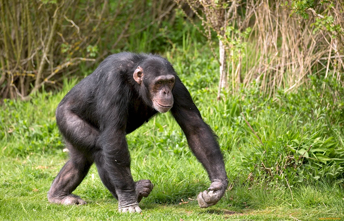 Человекообразные обезьяны шимпанзе орангутанг горилла