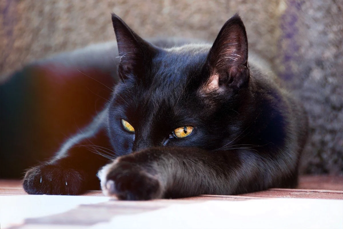 Черная кошка Жеглов