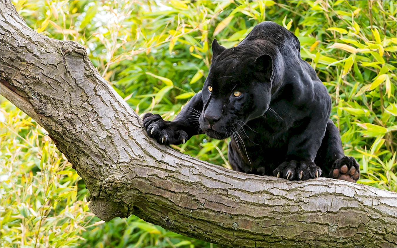Черная пантера Багира