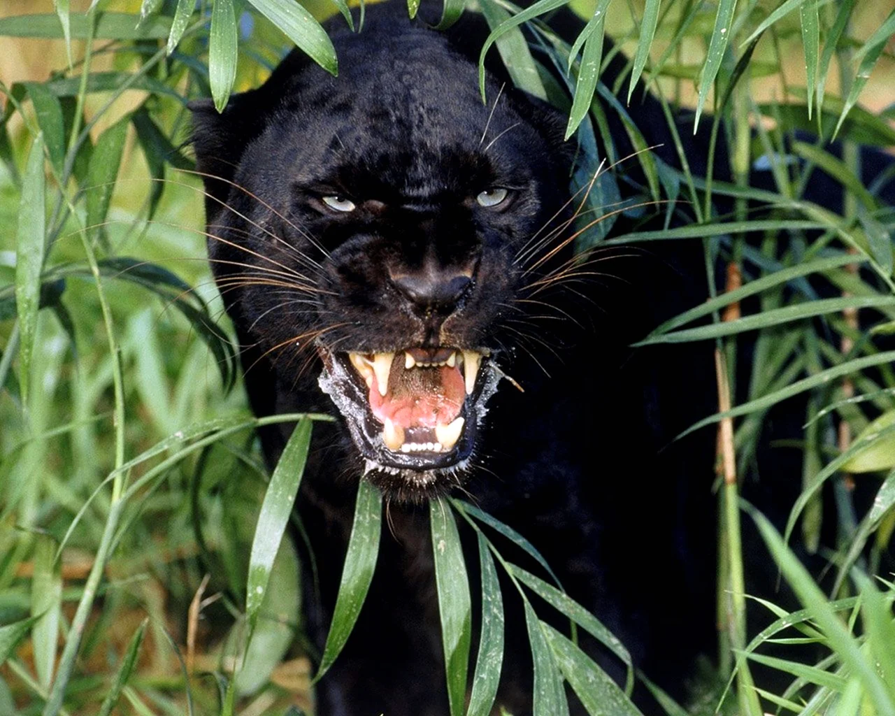 Черная пантера хищник
