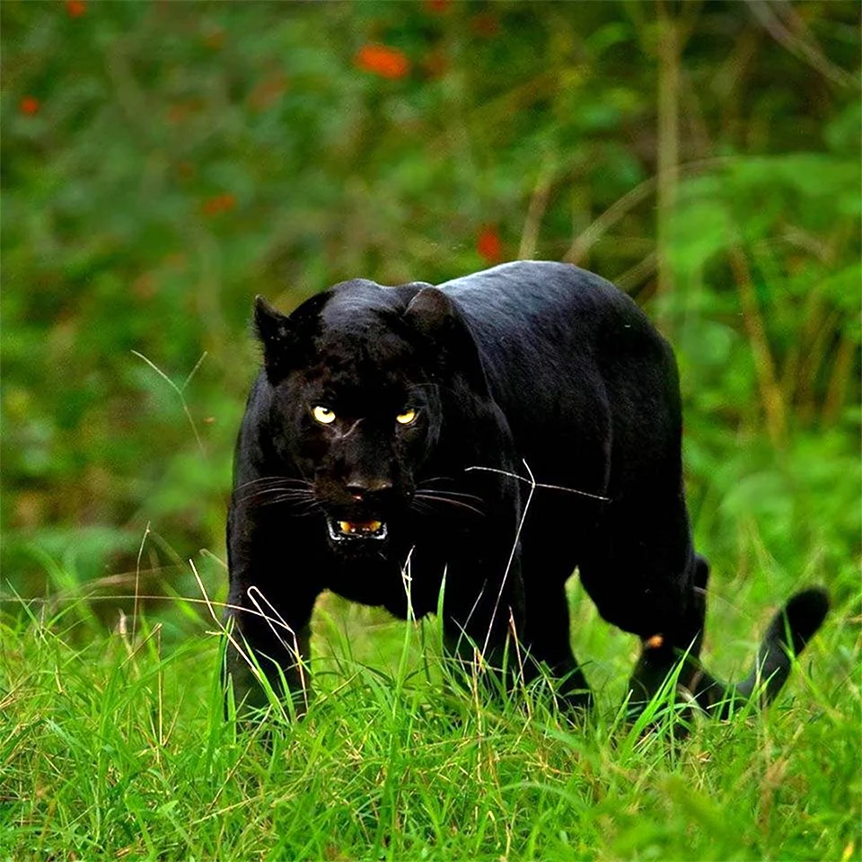 Черная пантера Nat geo Wild