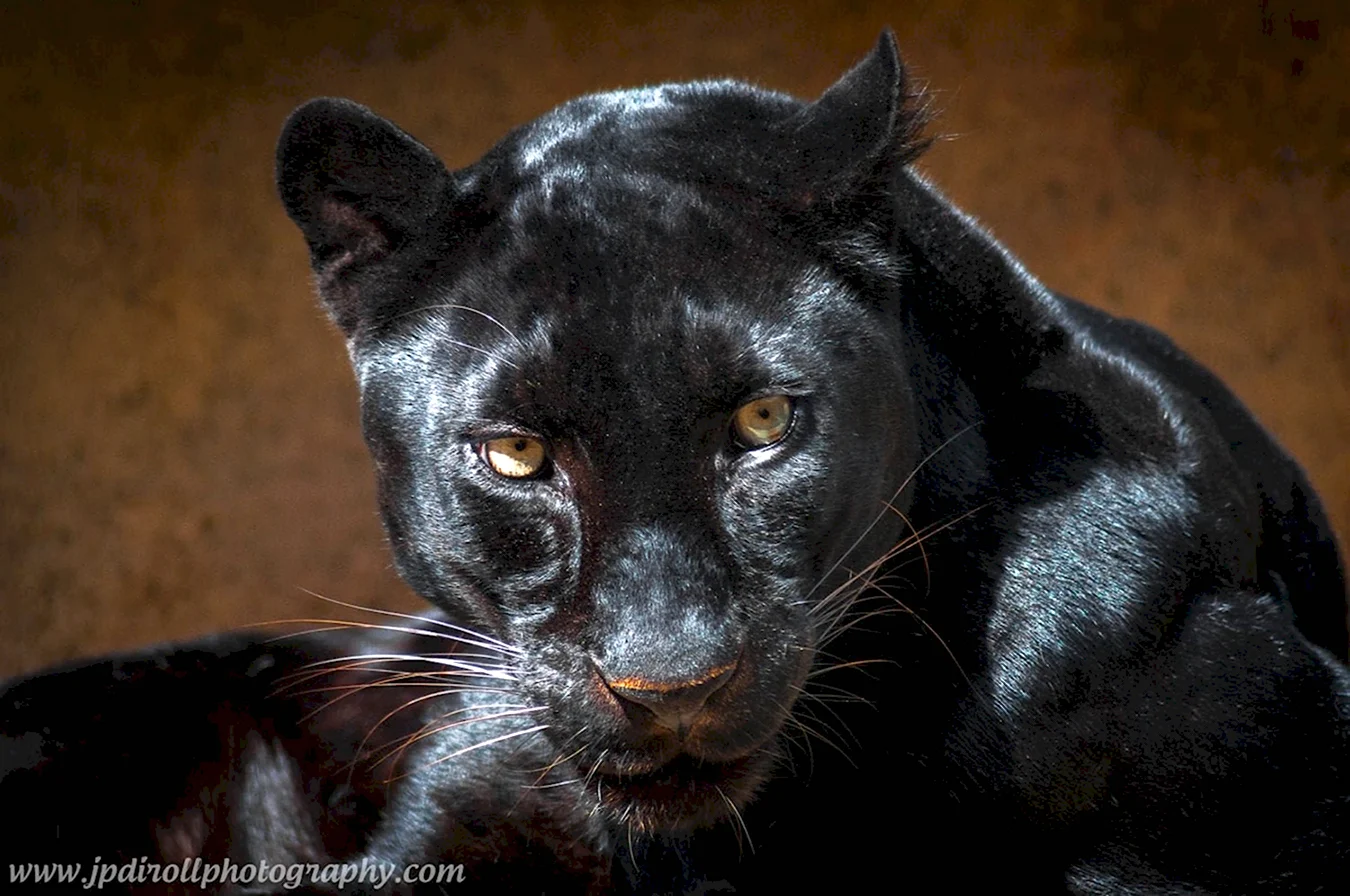 Черная пантера самка