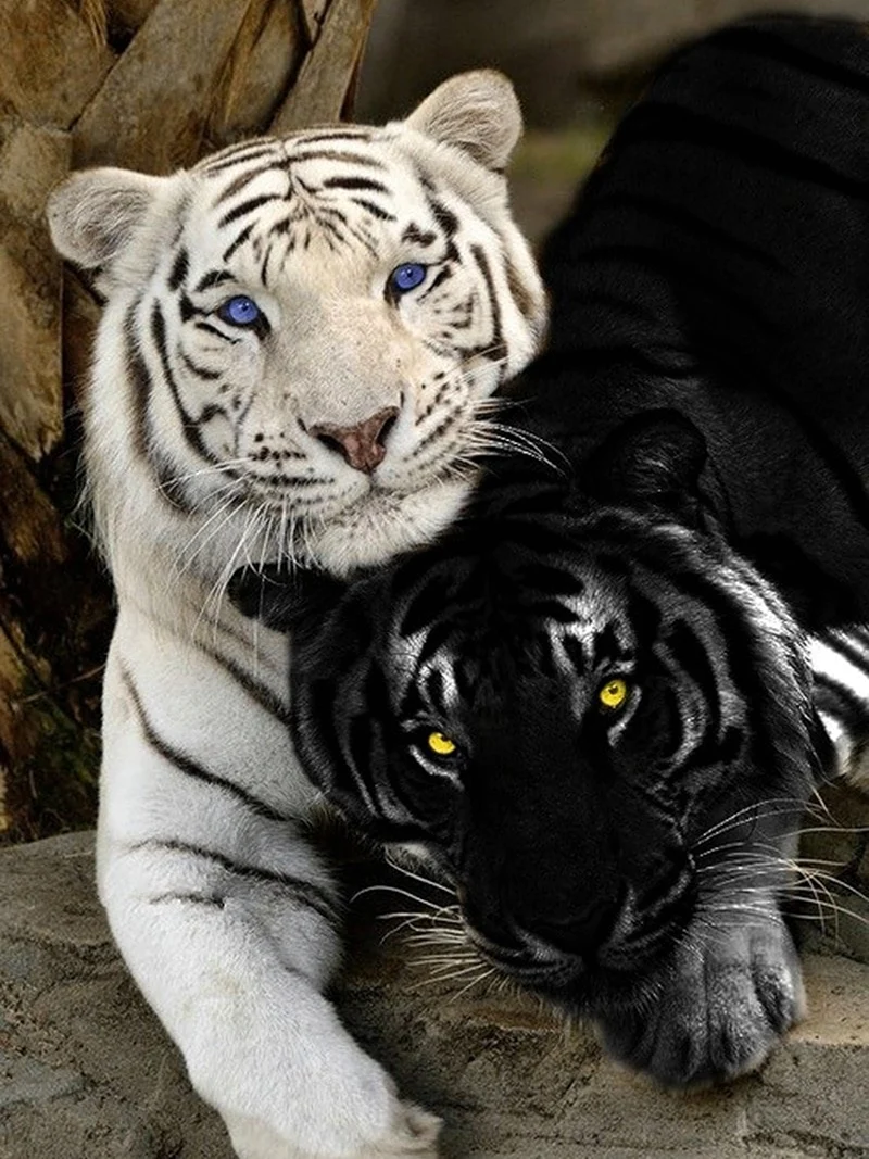 Черные тигры порода