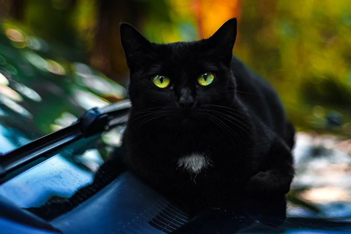 Черный кот на аву