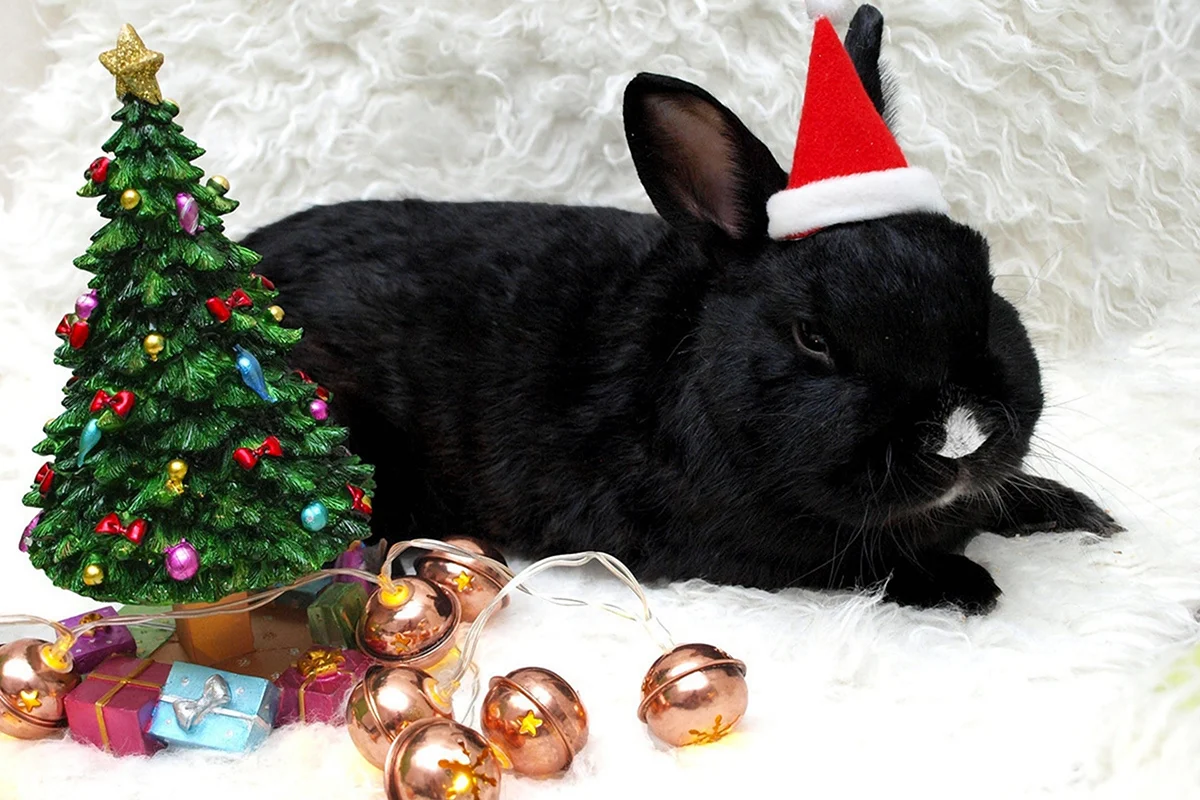 Черный кролик новый год