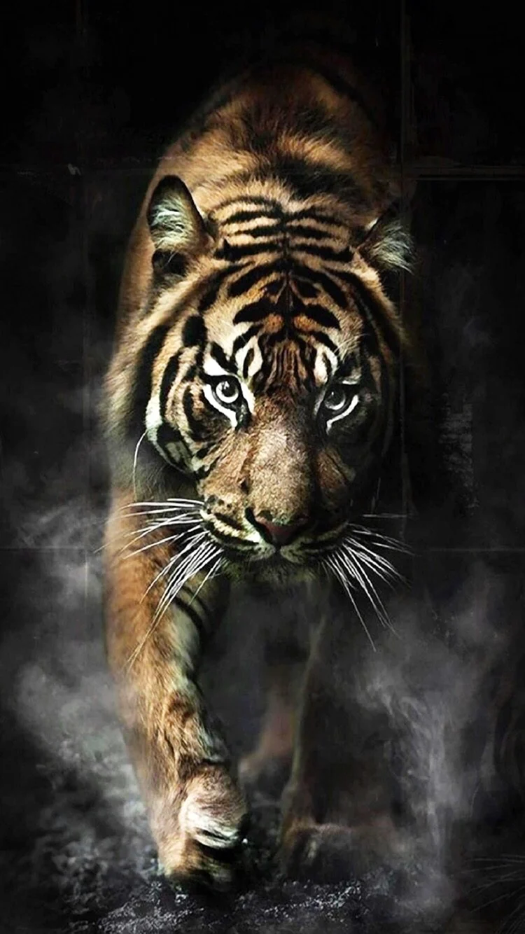 Черный тигр Кишан ярость