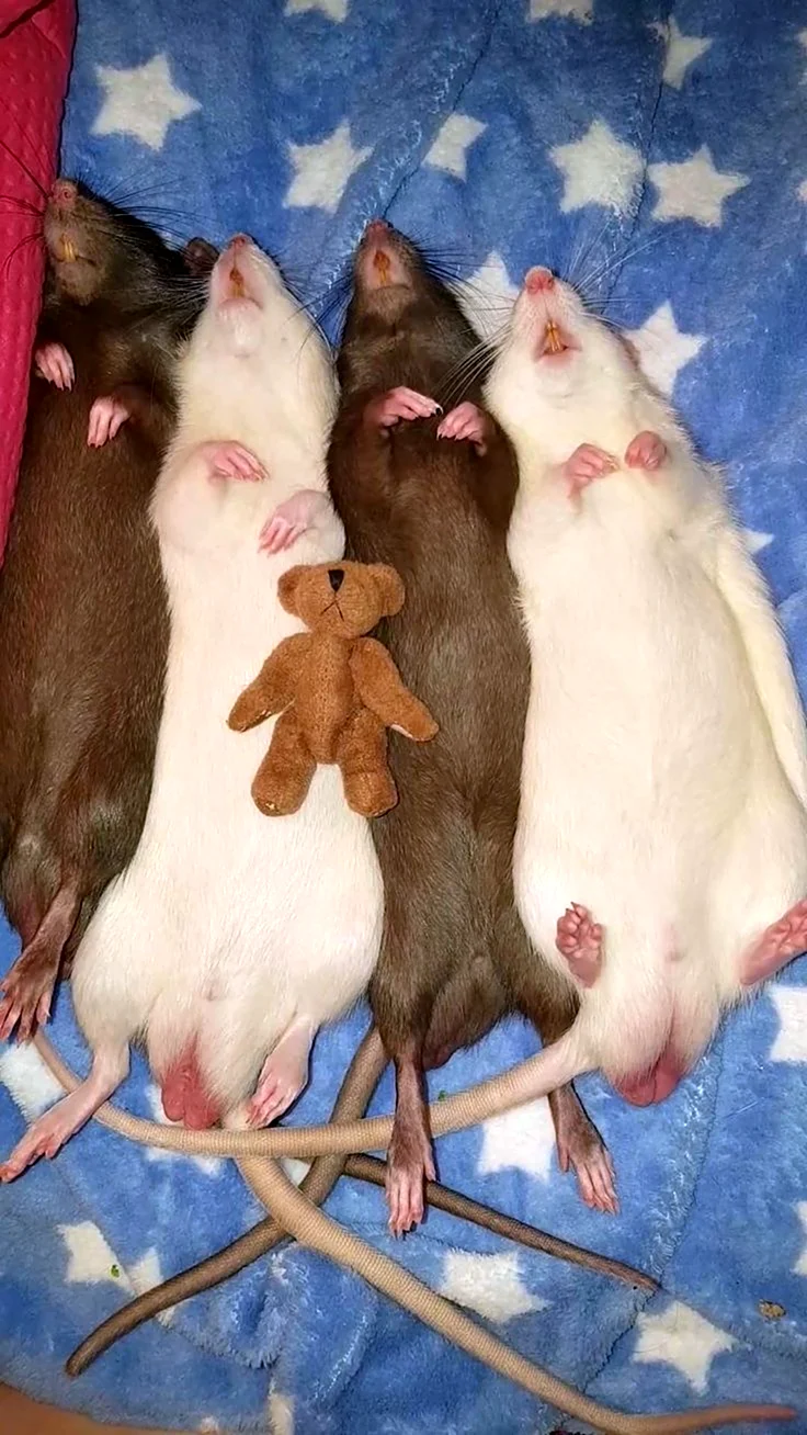 Четыре крысы