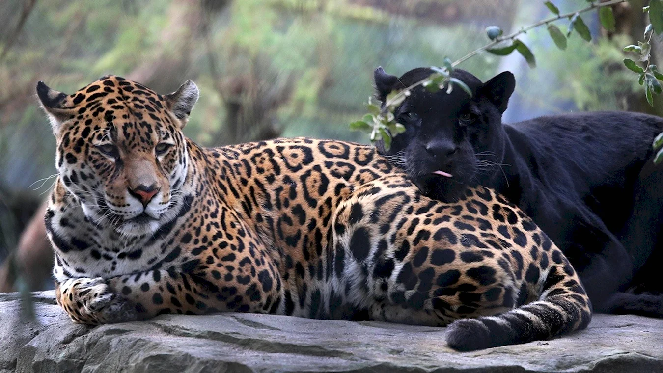 Дальневосточный леопард меланист