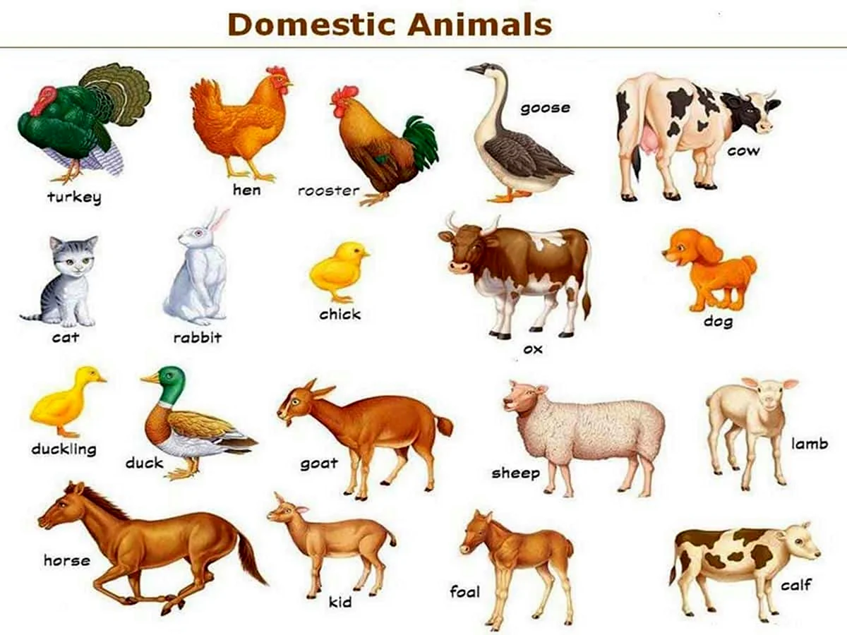 Domestic animals for Kids