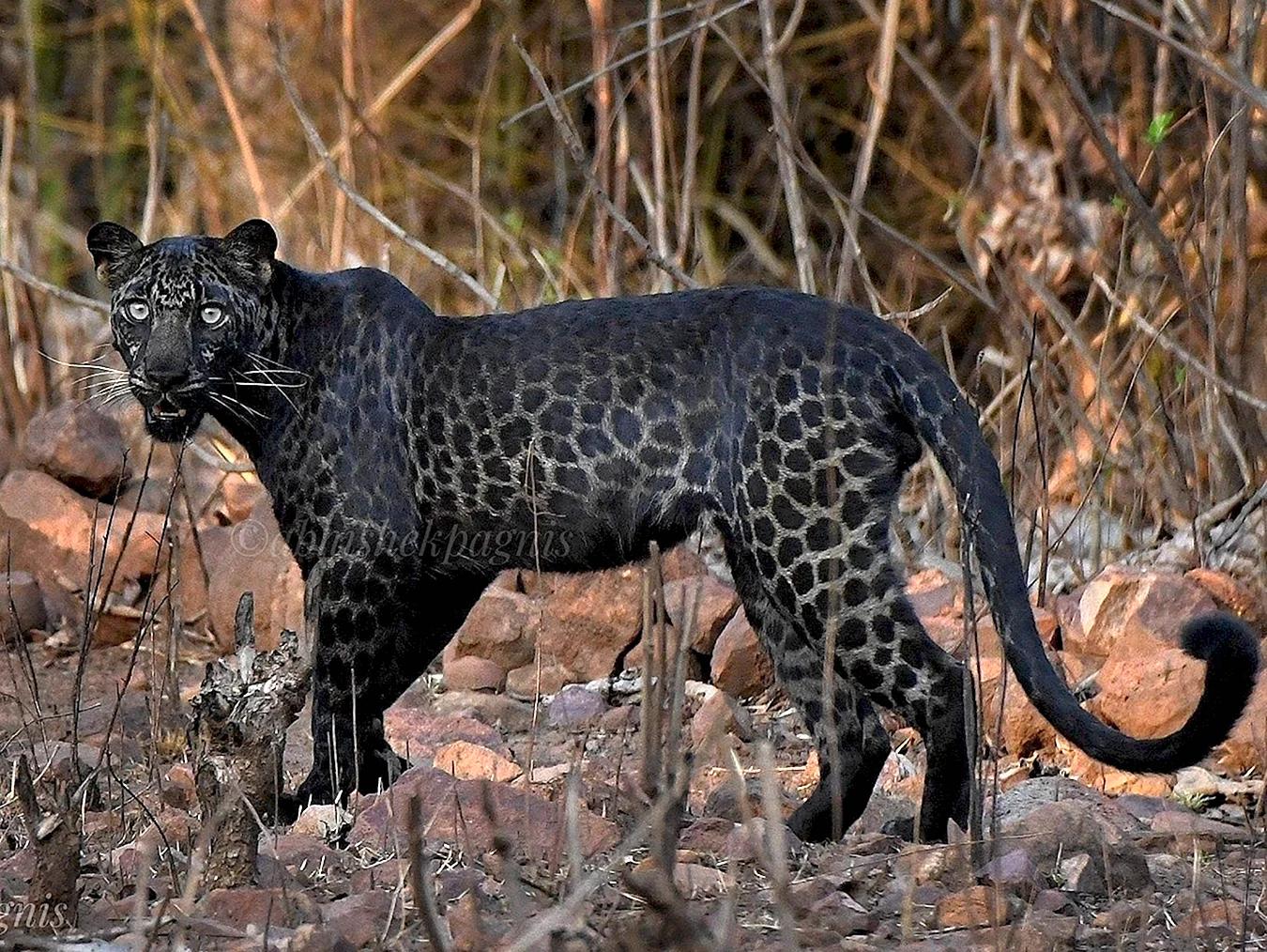 Дымчатый леопард меланист