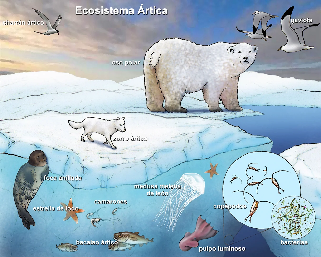 Экосистема арктических пустынь