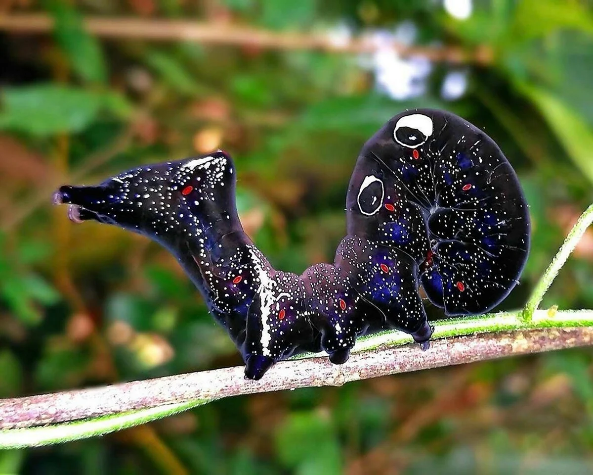 Eudocima phalonia бабочка