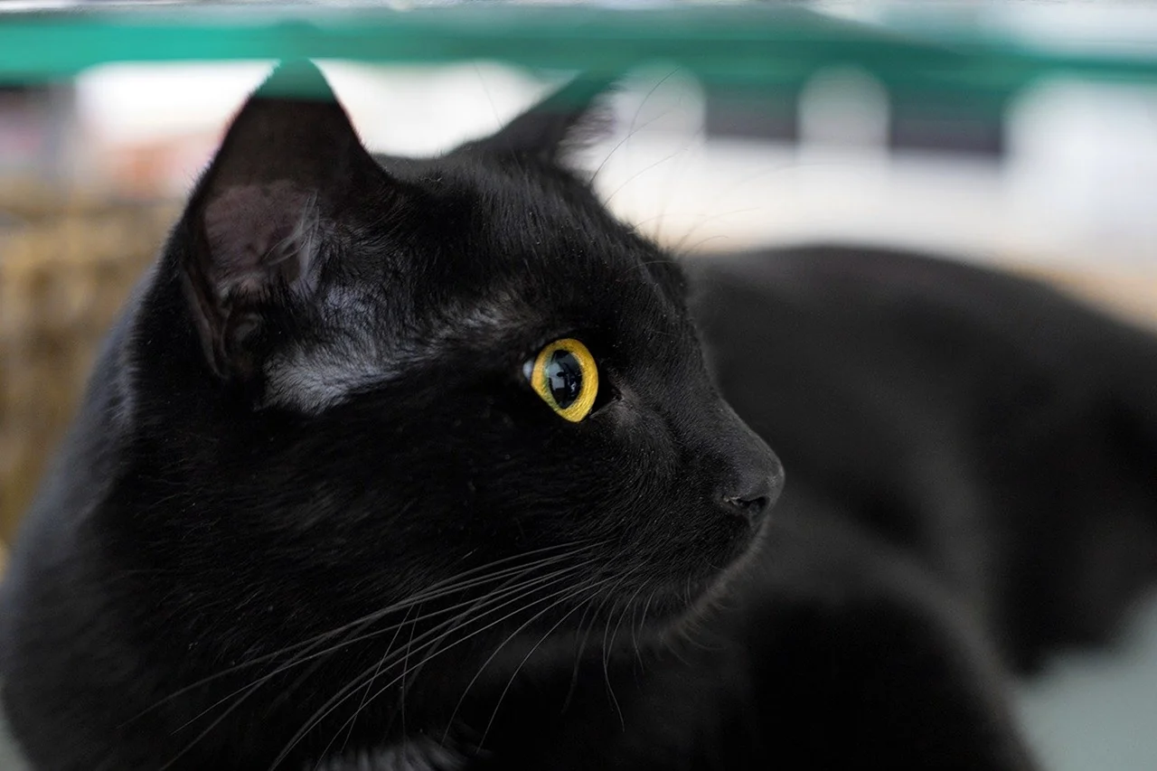 Европейская короткошерстная кошка черная