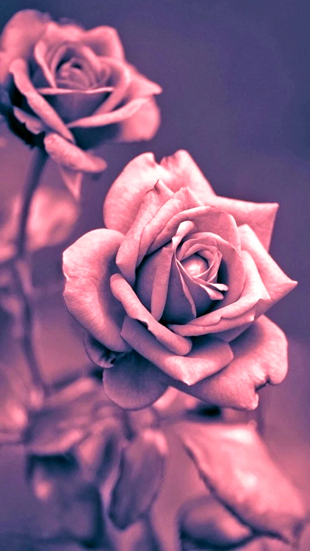 Фиолетовые розы HD