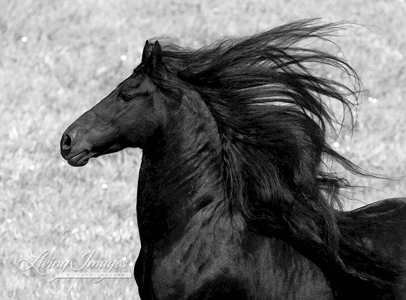 Фото коня