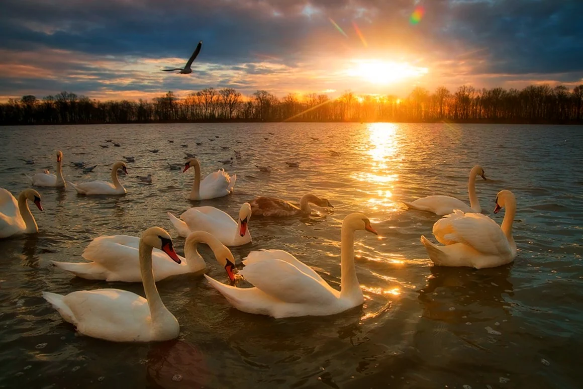 Фото лебедей на озере