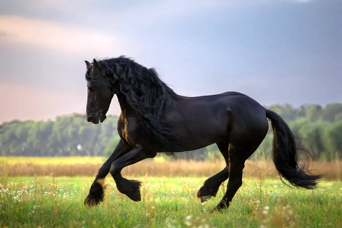 Фризская лошадь гнедая