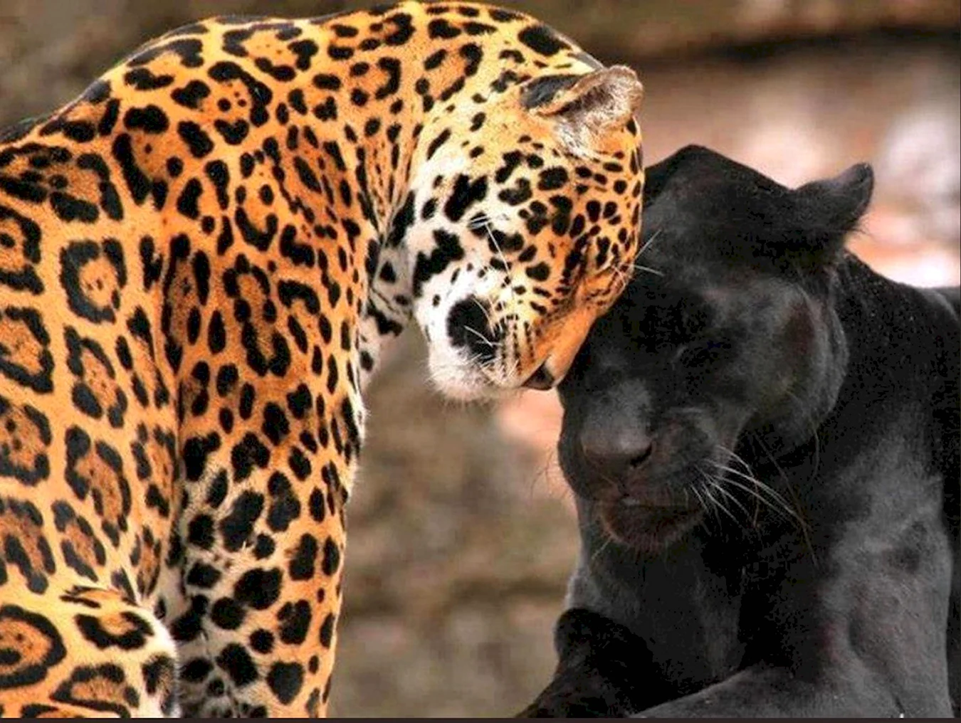 Гепард леопард Ягуар Пума пантера