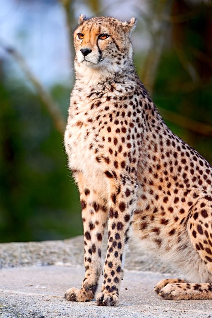 Гепард самка