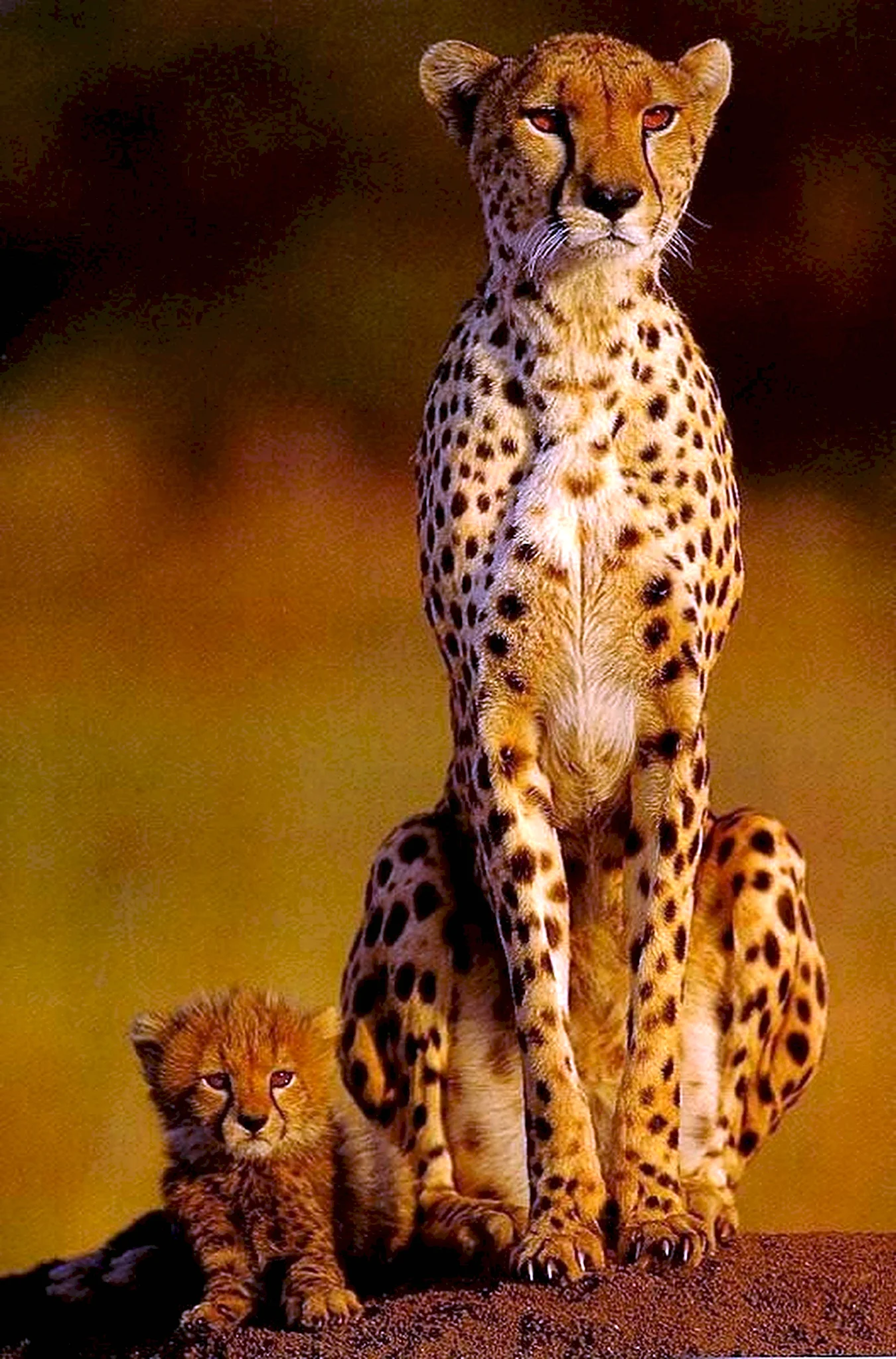 Гепард самка